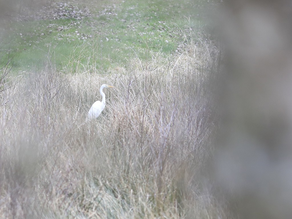 Aigrette garzette